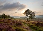 David Atkinson_Lawrence Field at Dawn (The Rose Bowl for Best Beginner's Print).jpg